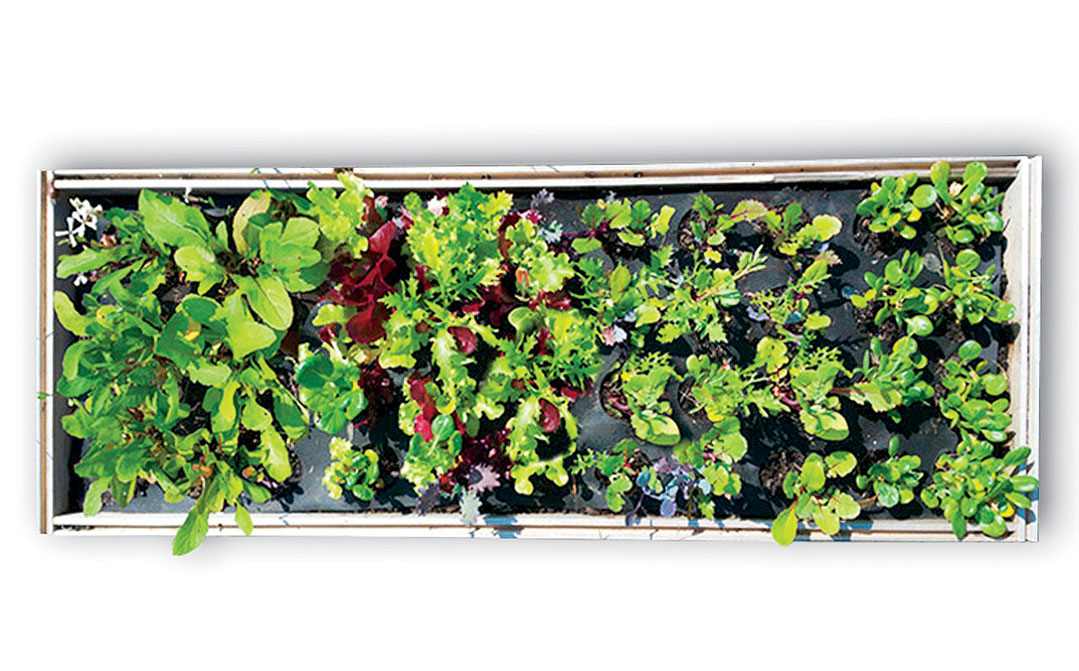 Cloudfarm seedsheets