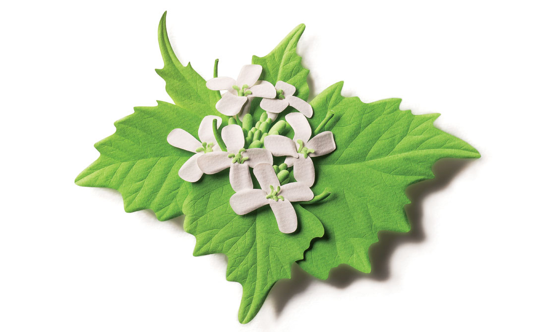 Fast-spreading garlic mustard is taking over the Northeast; pull some of those weeds and pop them in a salad.