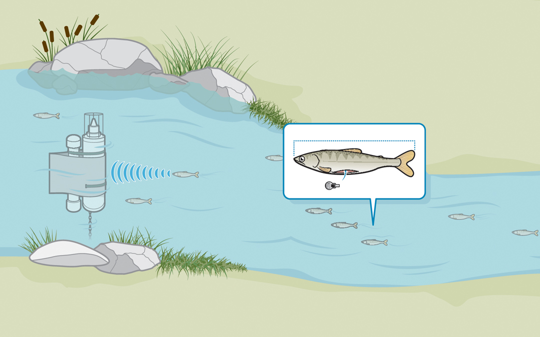 Gizmos and gadgets to help wildlife coexist with their human neighbors