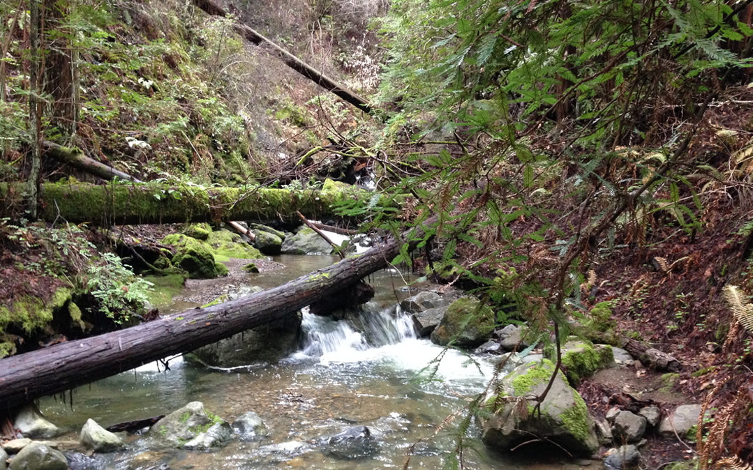 A perfect spot to talk about nature writing: Redwood Creek, just outside Muir Woods National Monument. 