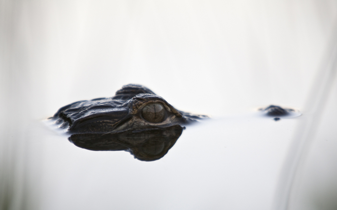A young alligator in Everglades National Park.