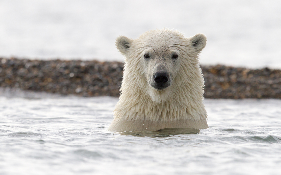 Polar bear