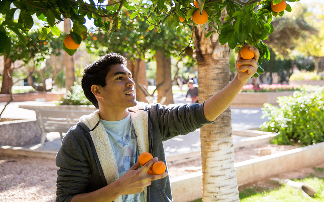 Senior sustainability major Brandon Ruiz picks oranges on Cady Mall at Arizona State. The orange harvest has been organized for the last eight years by the ASU Arboretum and ASU Cares.