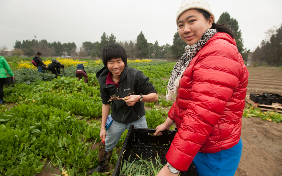 Paul Kasemsap (horticulture and agronomy major) and Yufei Qian, (environmental horticulture) harvest garlic at the University of California at Davis. Surplus vegetables from the Plant Sciences 5 course go to the Yolo County Food Bank.