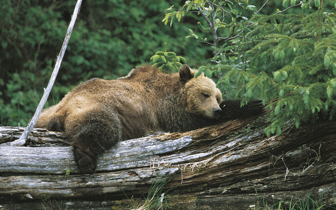 A grizzly near the Knight Inlet Lodge.
