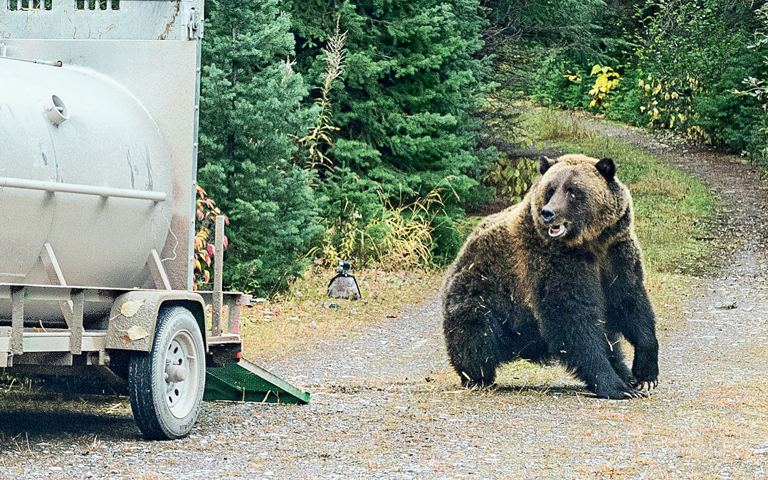 A grizzly bear trap.