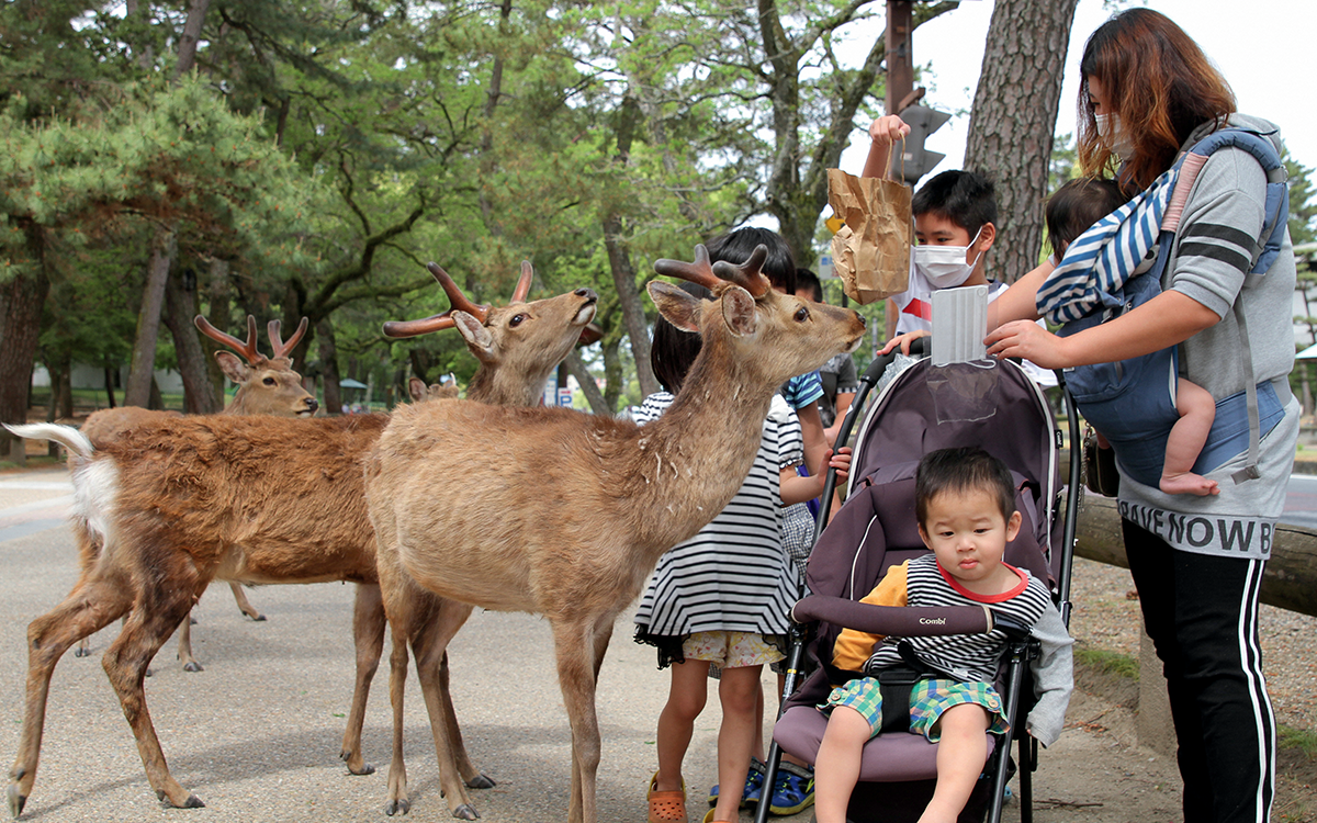 A mom with a baby in a carrier, a child in a stroller, and several other children feeds deer in Japan.
