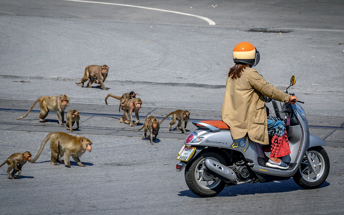 A group of macaques approach a woman on a scooter on a street in Thailand.