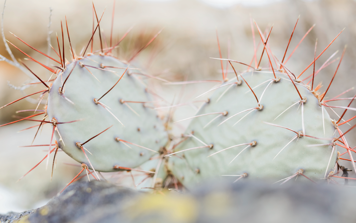 Close-up of a prickly cactus.
