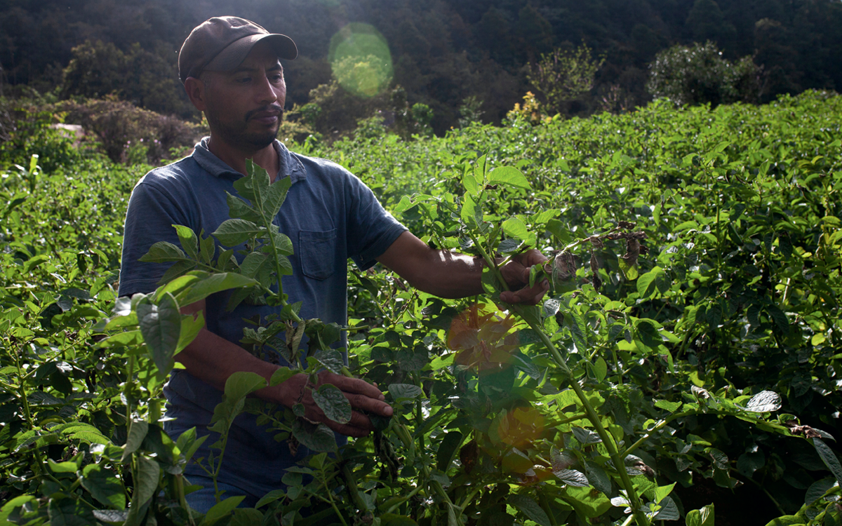 Max Ronaldo Herrera Figueroa in his potato field.