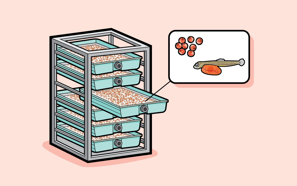 Illustrations show the phases of land salmon farming, including trays of eggs, tanks with fry, and someone scooping out a grown salmon from a tank.