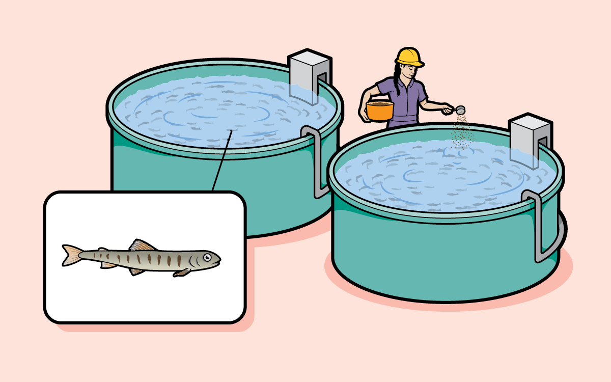 Illustrations show the phases of land salmon farming, including trays of eggs, tanks with fry, and someone scooping out a grown salmon from a tank.