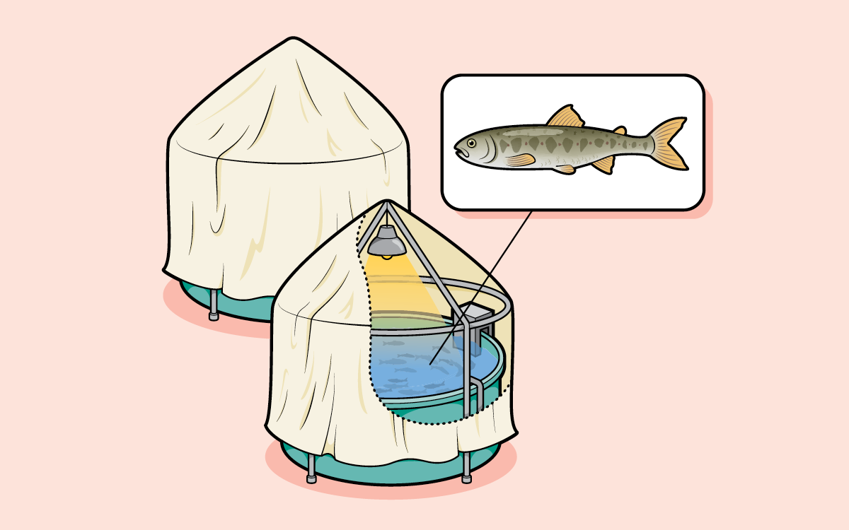 Illustrations show the phases of land salmon farming, including trays of eggs, tanks with fry, and someone scooping out a grown salmon from a tank.