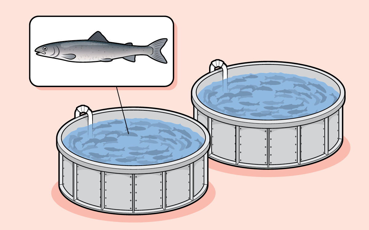 Illustrations show the phases of land salmon farming, including trays of eggs, tanks with fry, and someone scooping out a grown salmon from a tank.