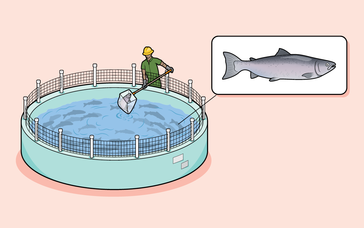 Illustrations show the phases of land salmon farming, including trays of eggs, tanks with fry, and someone scooping out a grown salmon from a tank.