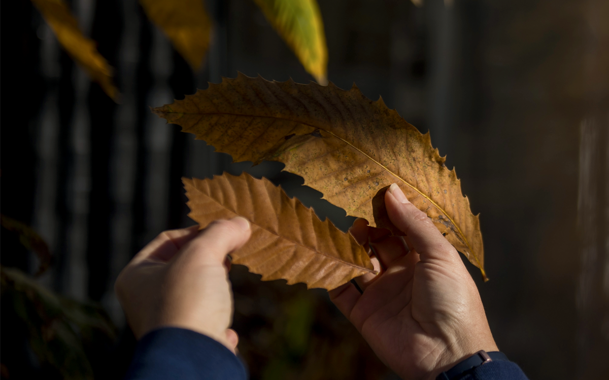 Close-up of someone holding two brown Chinese chestnut leaves.