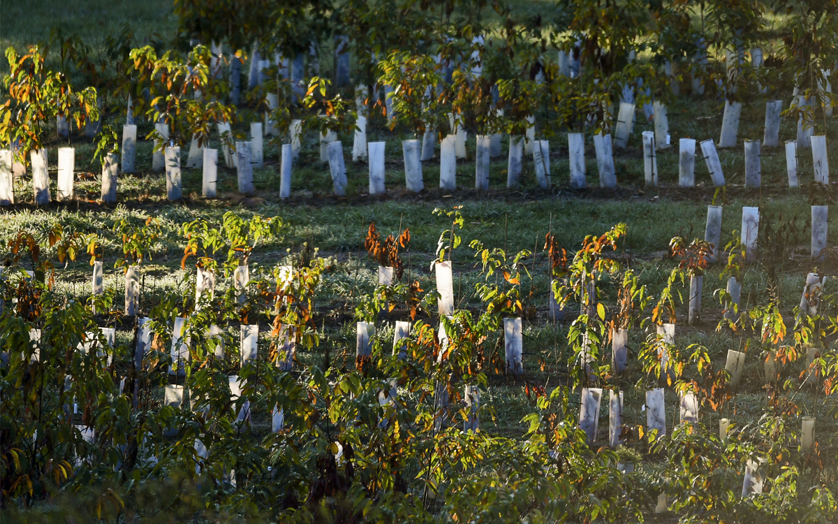 Rows of chestnut seedlings, most around two feet tall with green and rust-colored leaves, are surrounded by white plastic tubes.