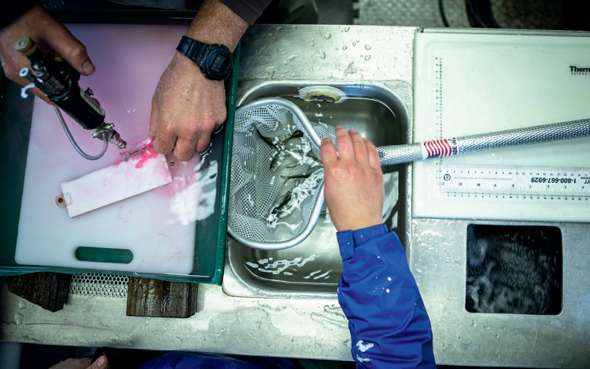 Close-up of hands are holding a fish and spraying dye on its tail in a lab.