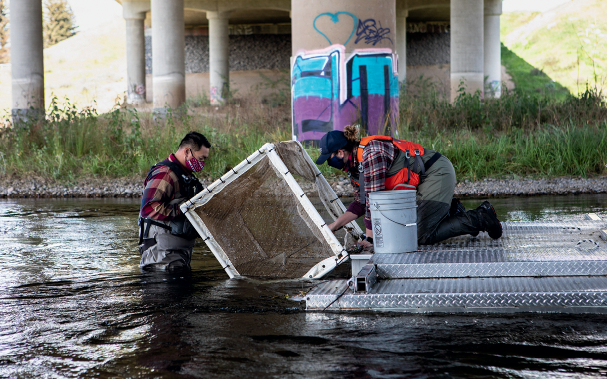 Two fish biologists wear face masks and waders while collecting salmon from a mesh box in a river. They're under an overpass and the concrete behind them has graffiti.