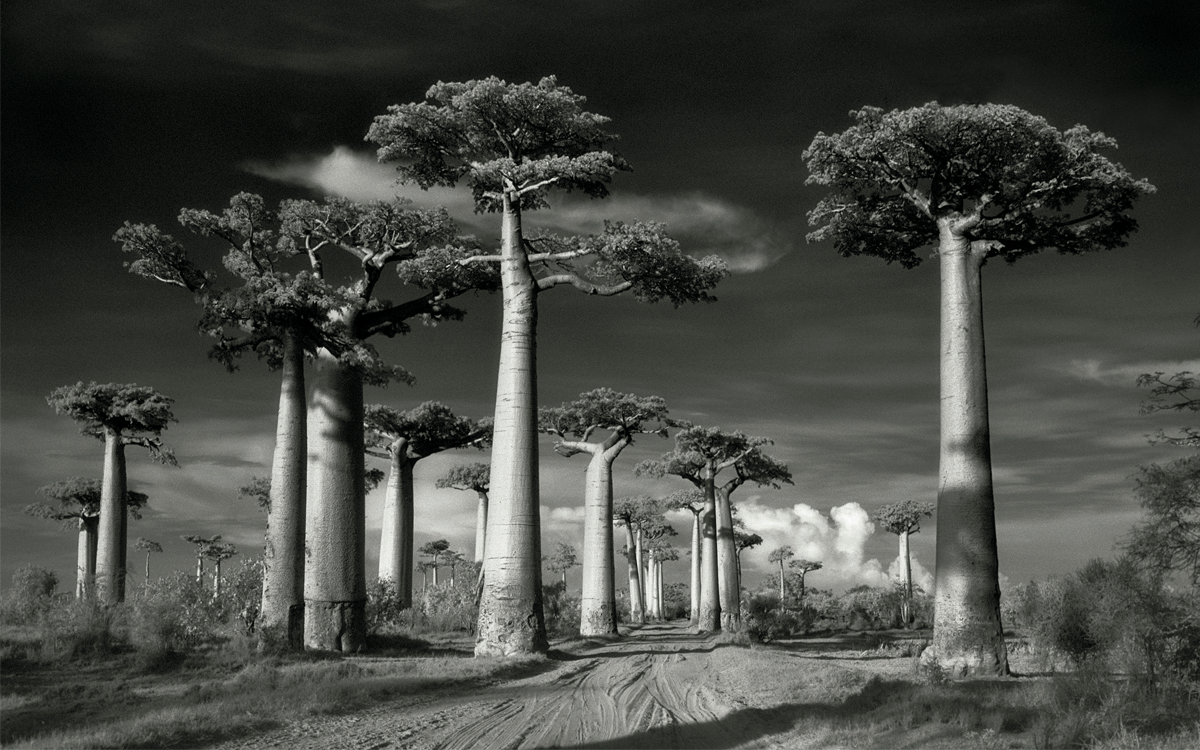 Black-and-white image shows about 30 tall baobab trees with a dirt road in between a row of them.