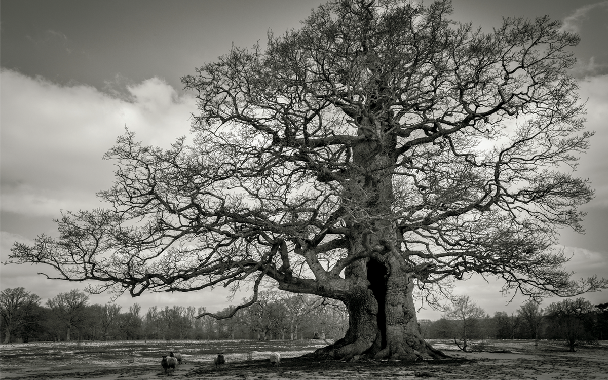 Black-and-white image shows a large English oak with sheep below it.