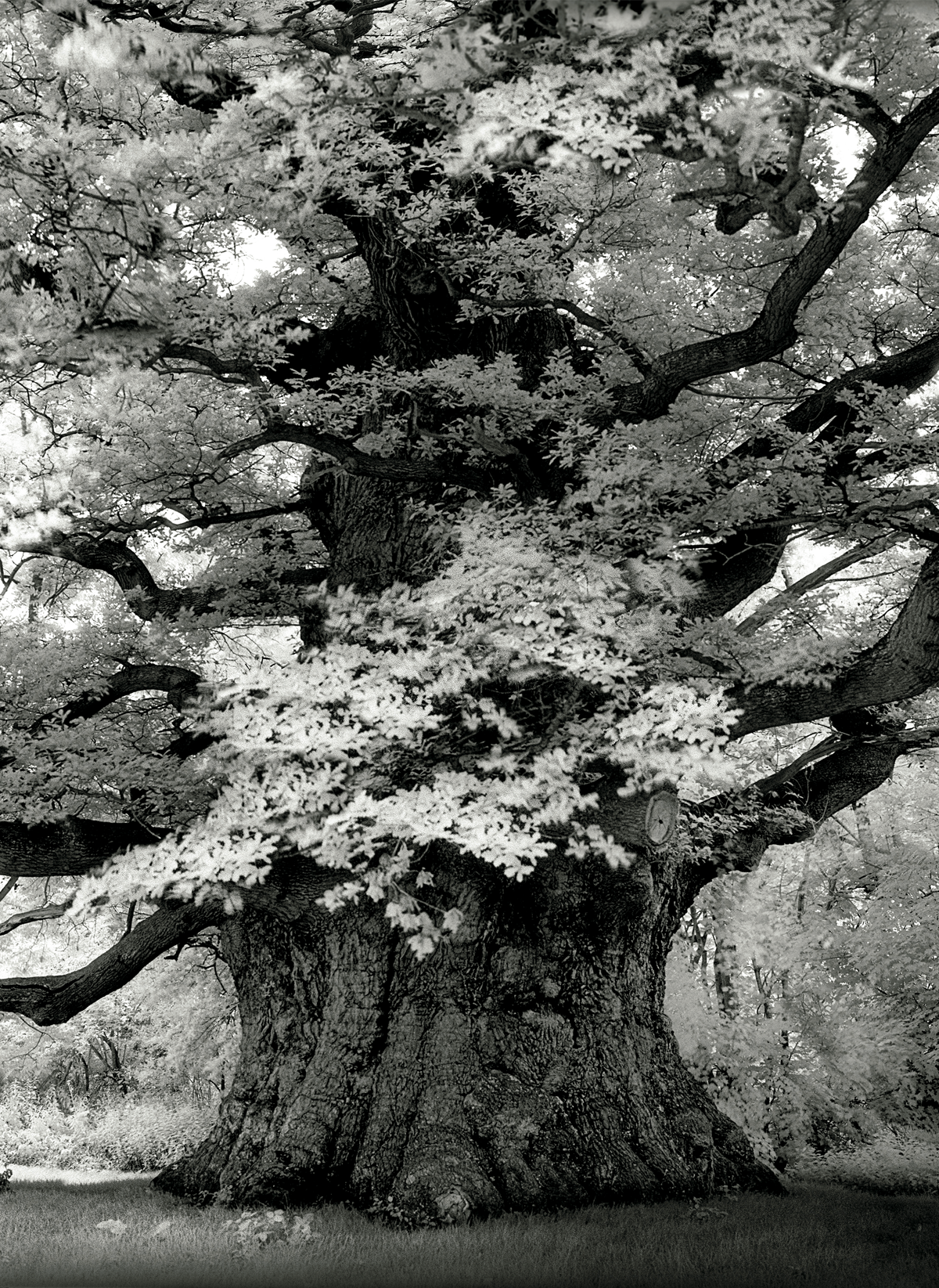 Black-and-white image shows a large English oak.
