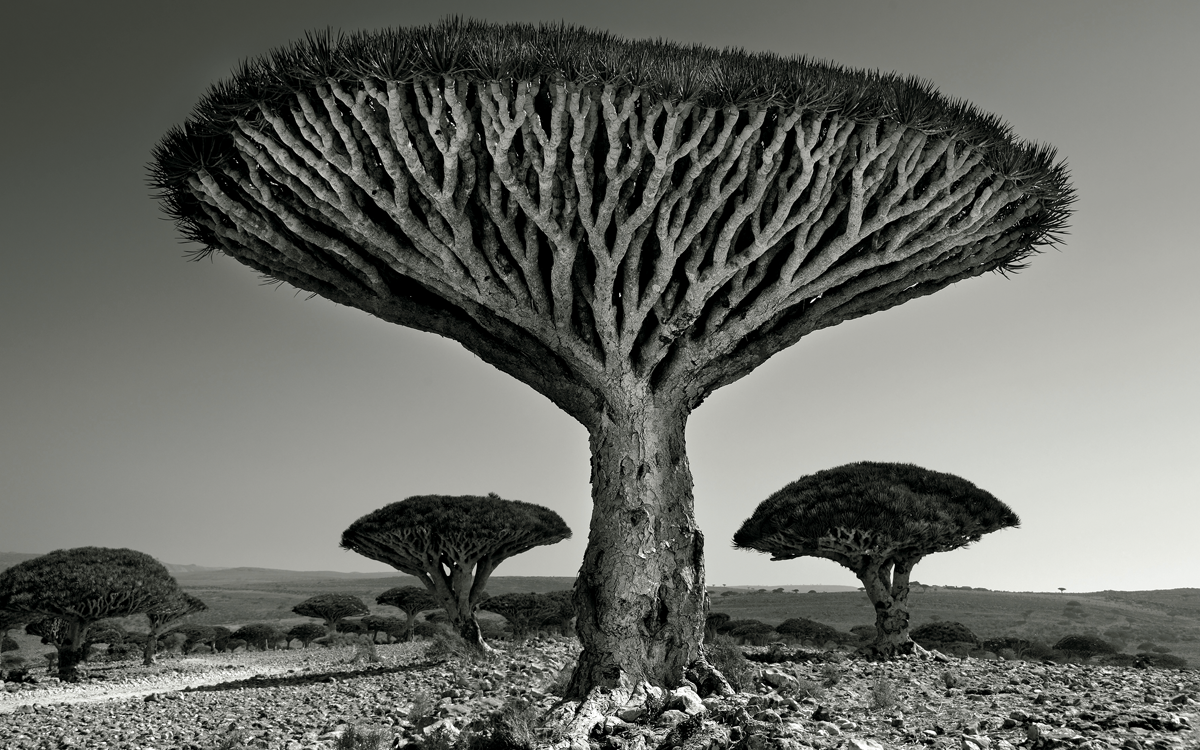 Black-and-white image shows a dragons blood tree with upward-pointing tight-knit branches and a rounded spiky top. Several other similar trees appear in the dry, rocky background.
