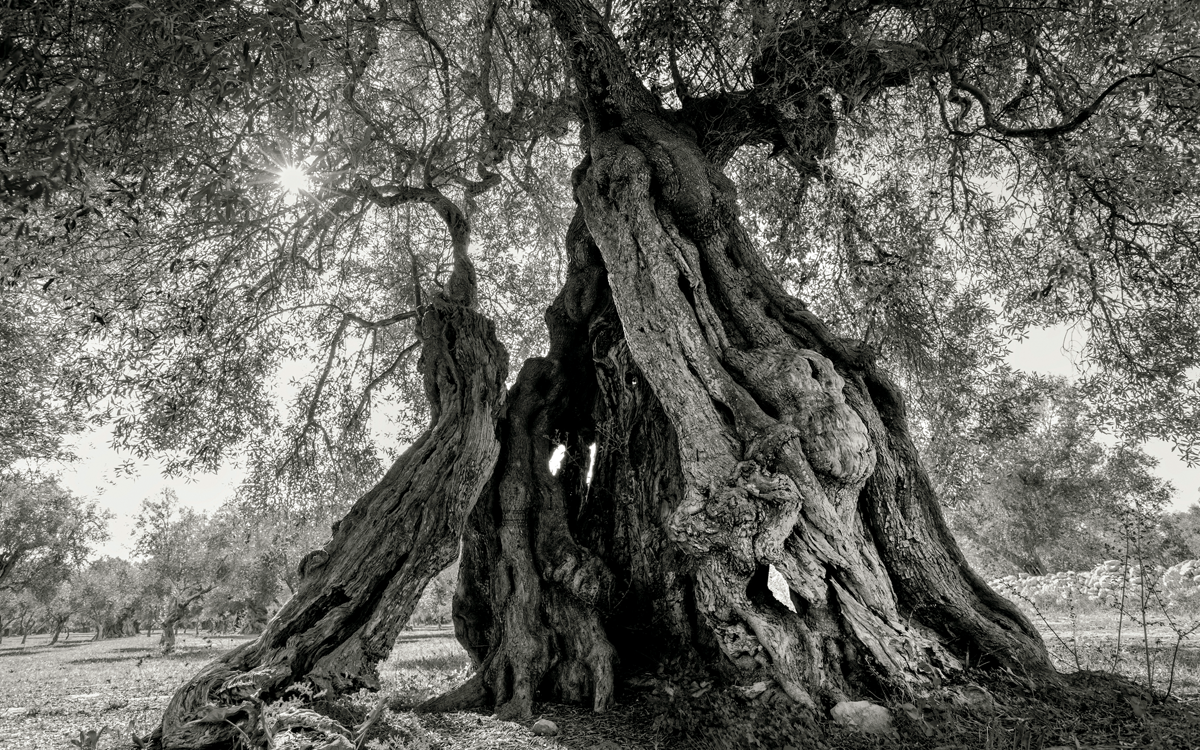 Black-and-white image shows an olive tree with a gnarled trunk.