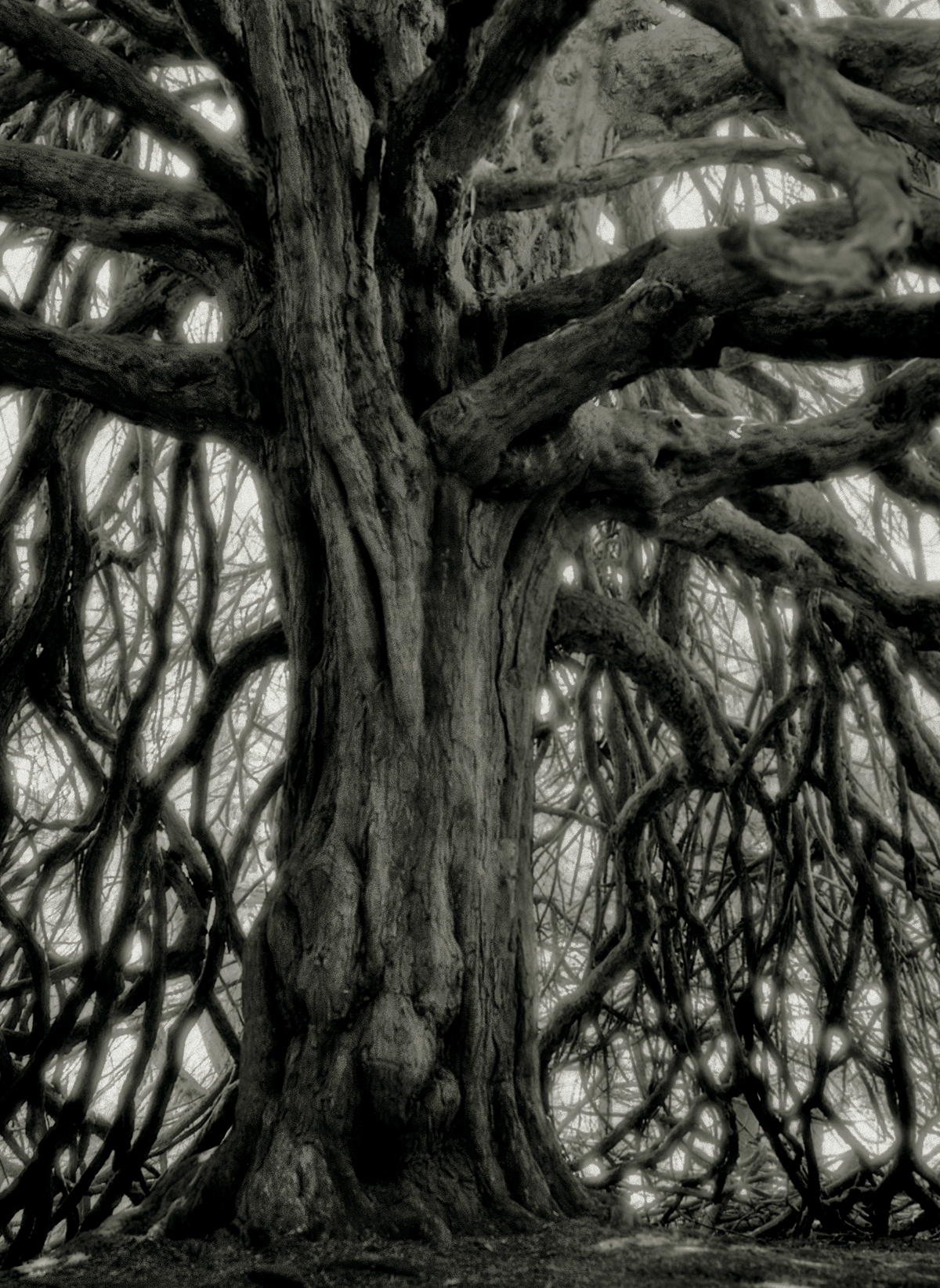 Black-and-white image shows a close-up of a yew tree, with scraggly branches reaching down to the ground.