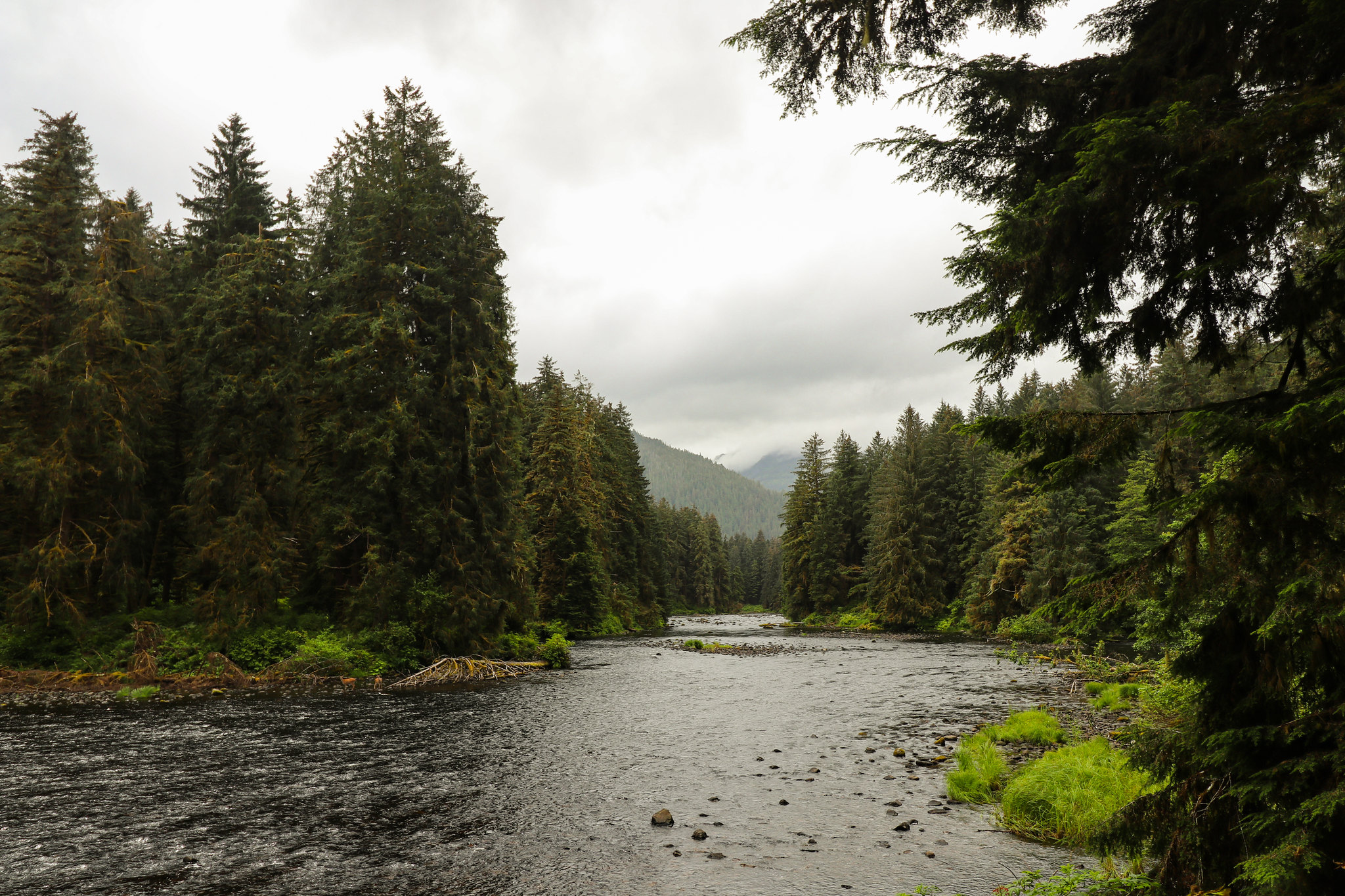 Tongass Natl Forest