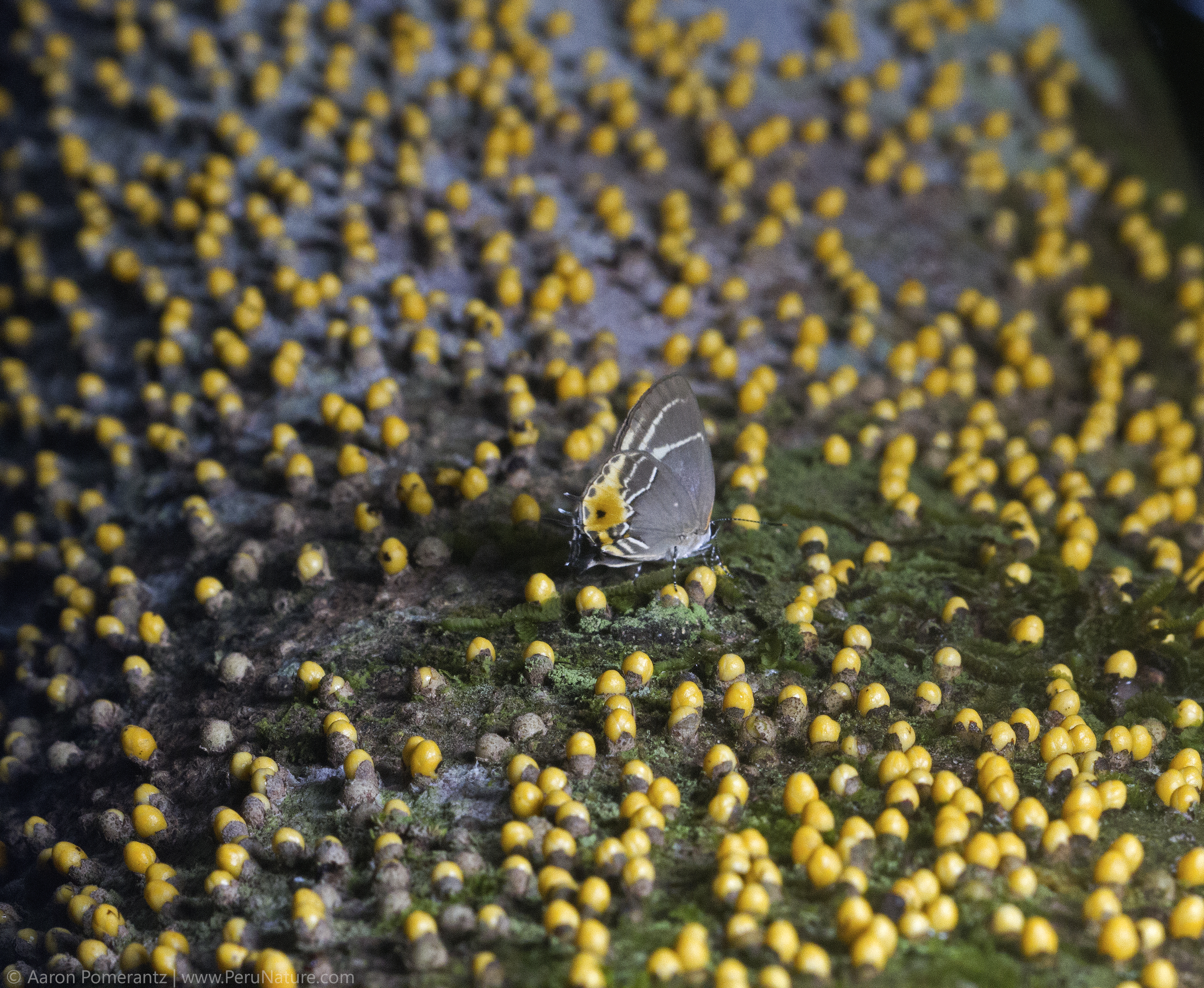 Hairstreak butterfly on tree