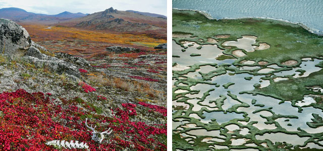 Two faces of Alaska's Bering Land Bridge National Preserve: a caribou skeleton near Serpentine Hot Springs (left) and the quickly eroding Chukchi Sea coastline, not far from the vanishing seaside village of Shishmaref.