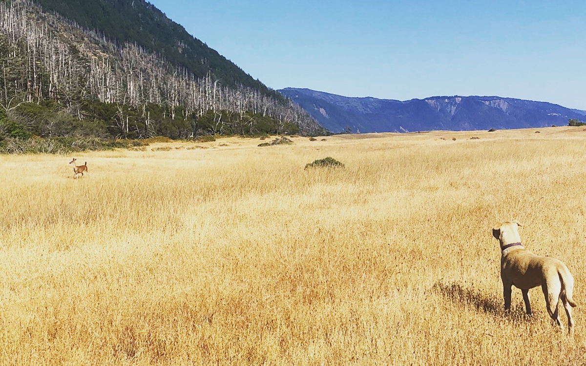 Backpacking with a canine companion has its ups and downs