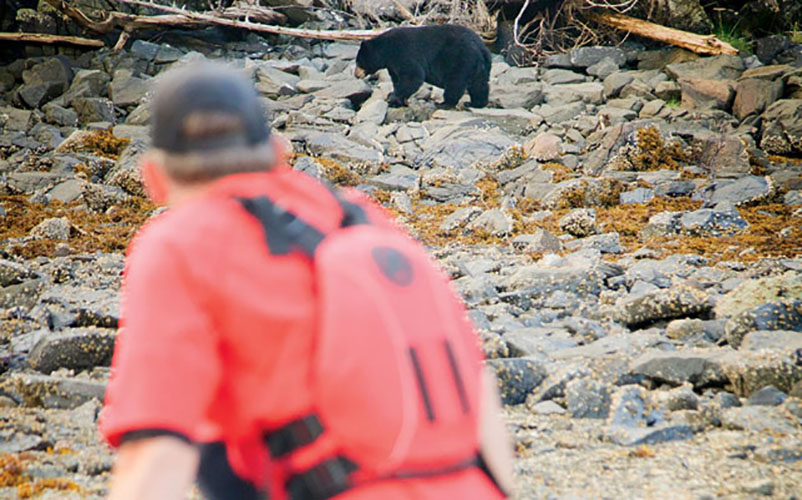 Feasting bears pay little mind to the paddlers.