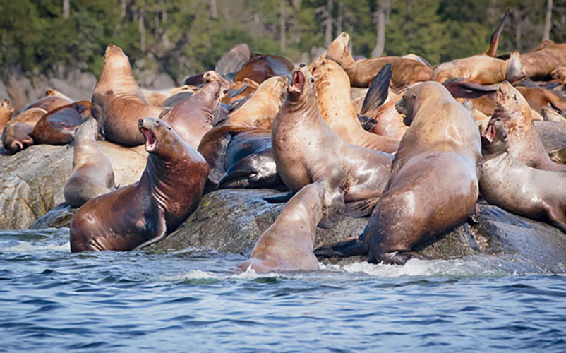 The sight of seafaring humans riles the residents of Sea Lion Rock.