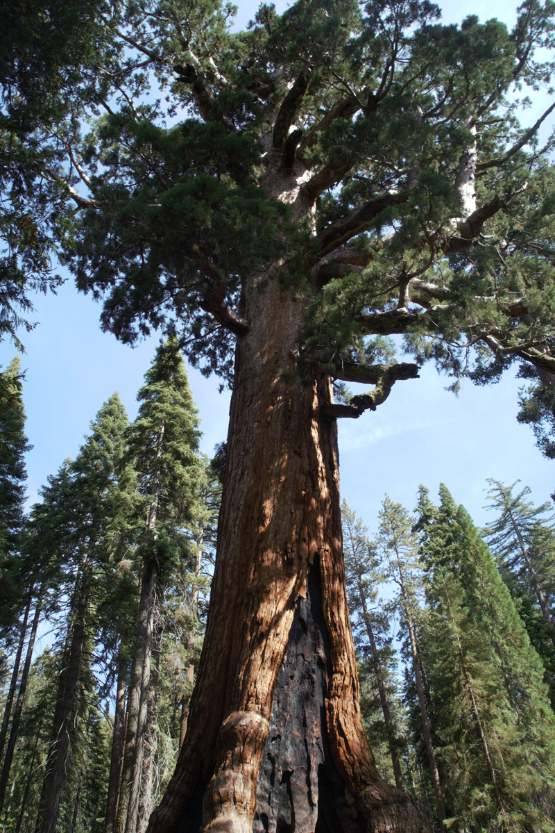 The Grizzly Giant, a Giant Sequoia in Yosemite National Park
