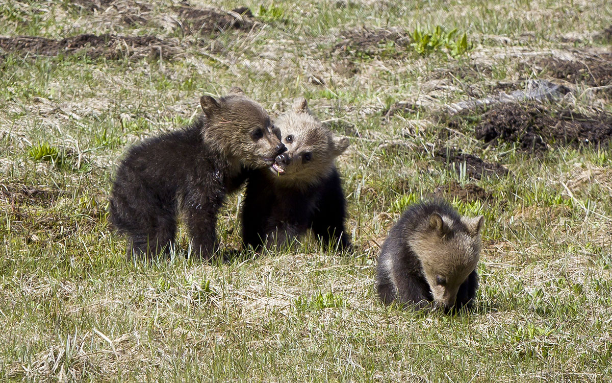 Yosemite Grizzly cubs