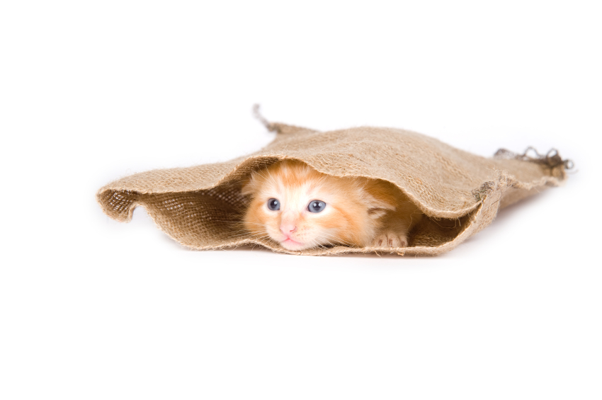 Kitten in a Bag