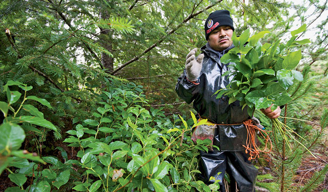A licensed picker of salal from Oaxaca, Mexico. He works 8 to 10 hours a day and says he is paid very little for his efforts.