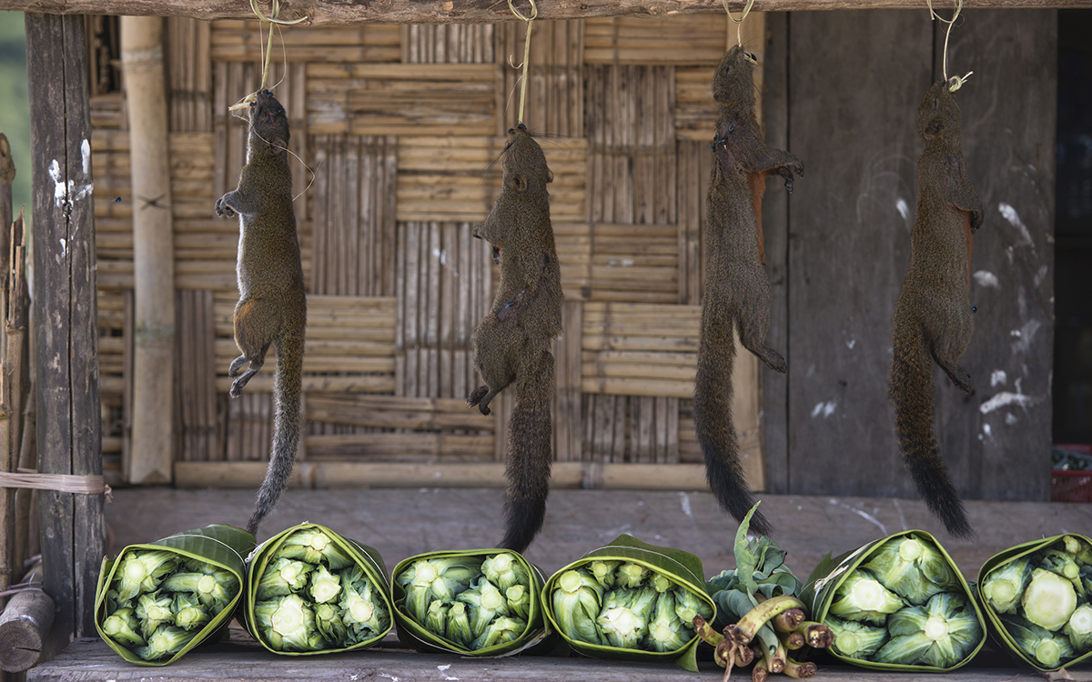 Dead squirrels hanging in a market stall in India. 