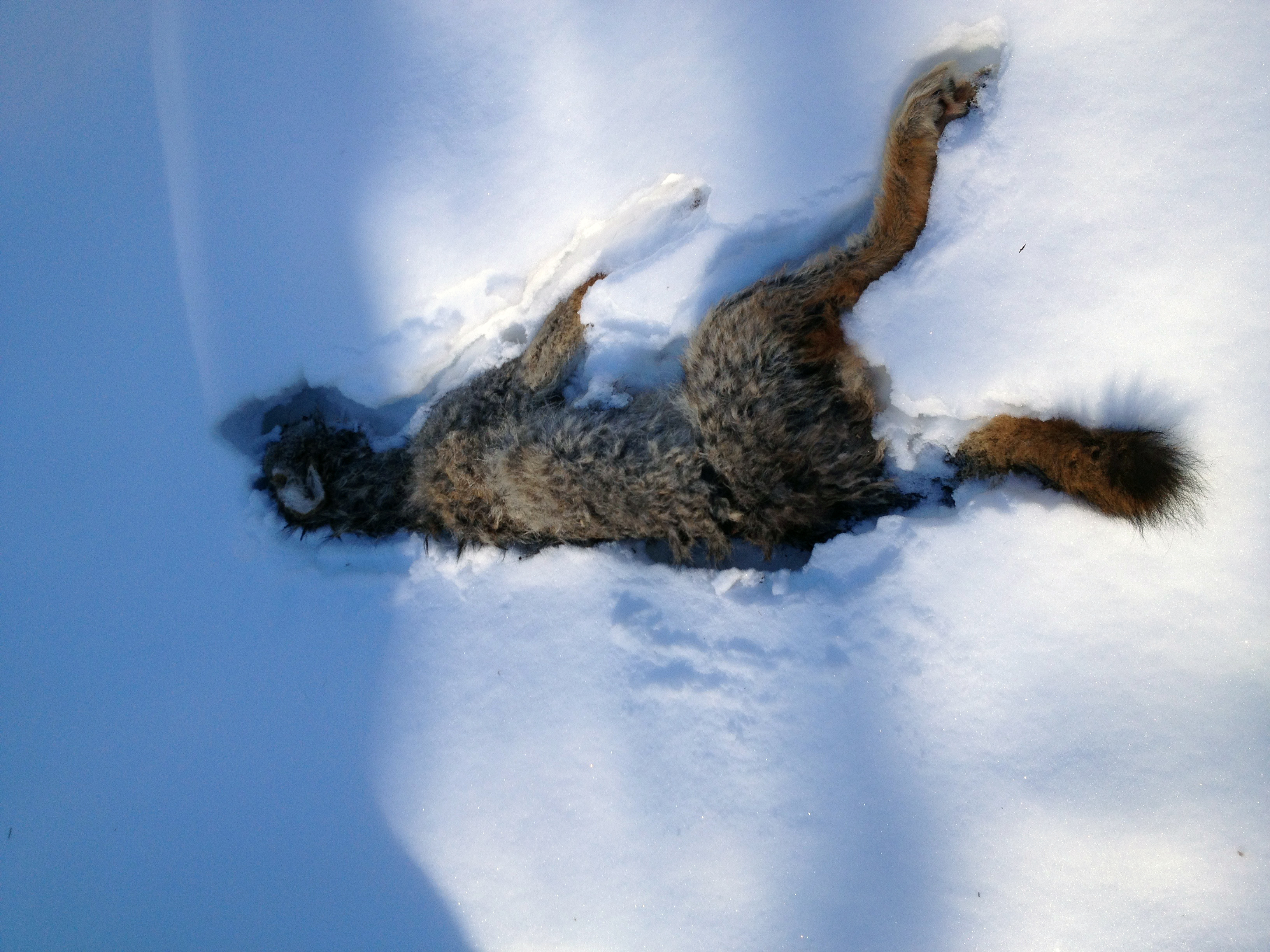 Snow