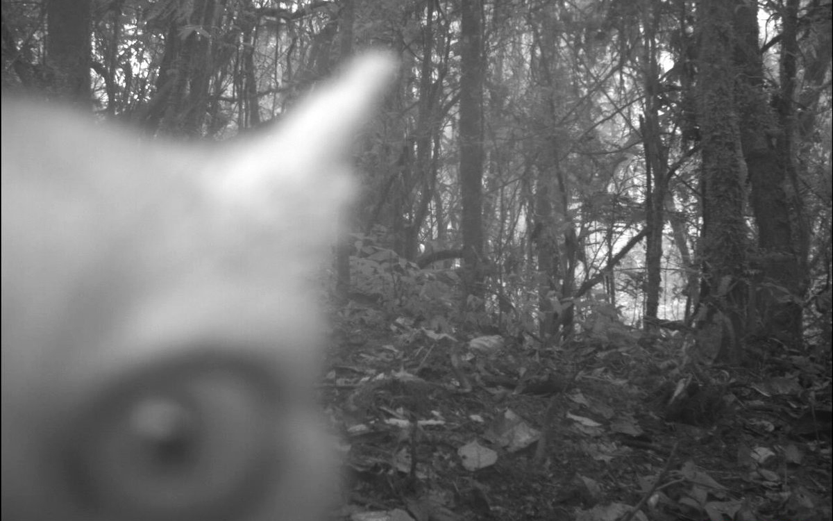 Fosa inspecting a camera trap in Madagascar during Murphy's research. 