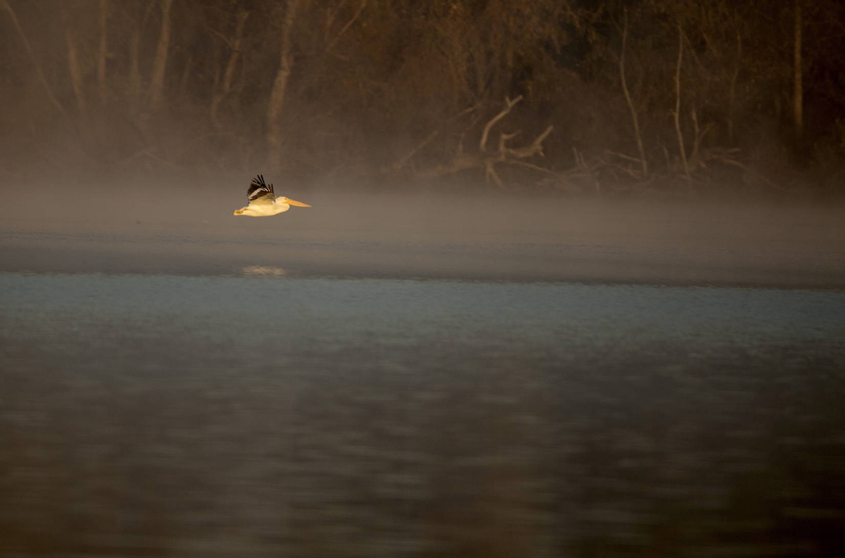 Flock of white pelicans