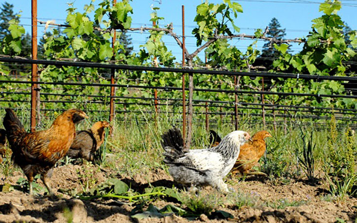 Chickens