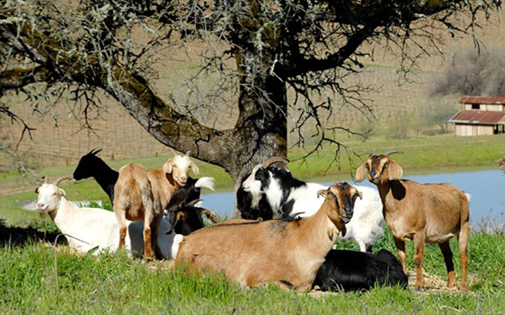 Goats