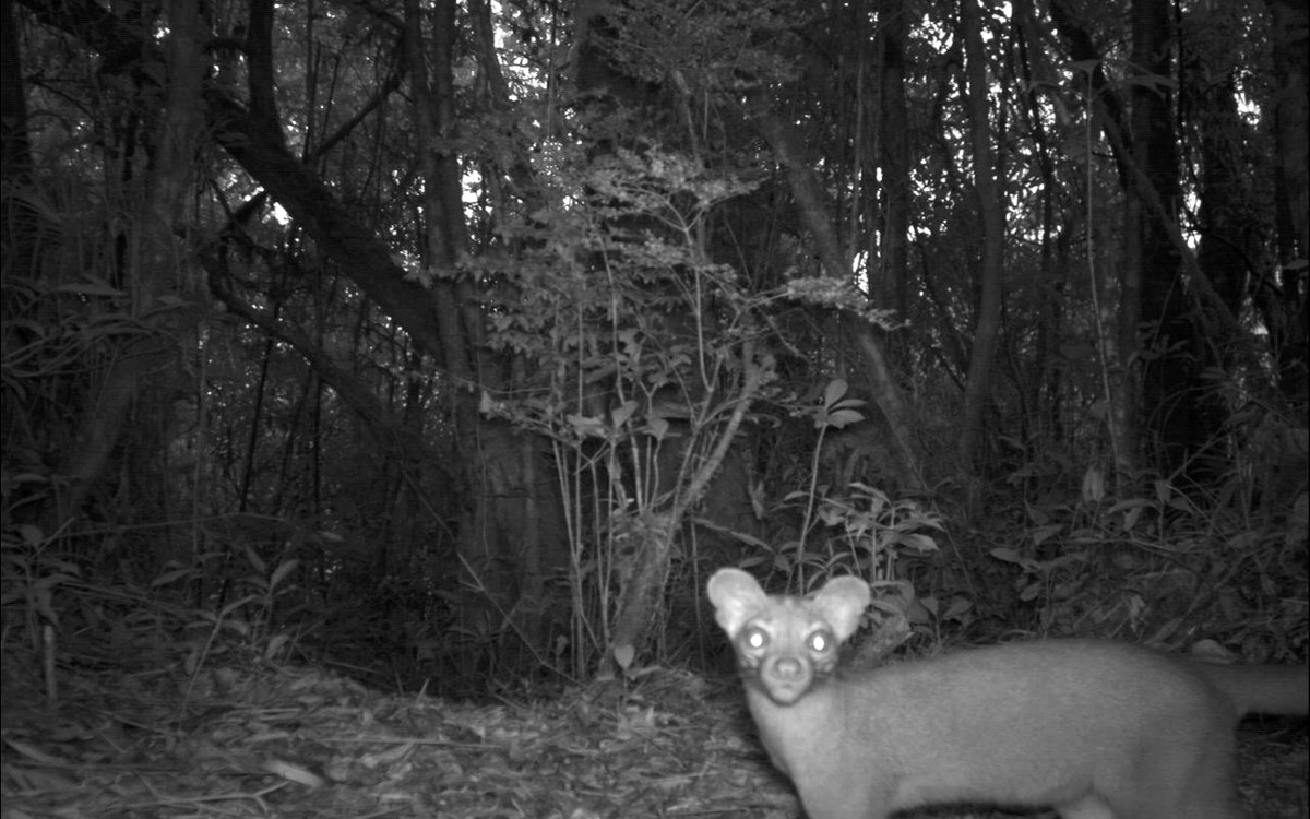 Fosa inspecting a camera trap in Madagascar during Murphy's research.