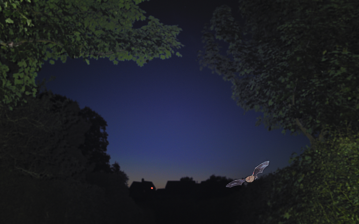 Bat silhouetted against dark blue night sky