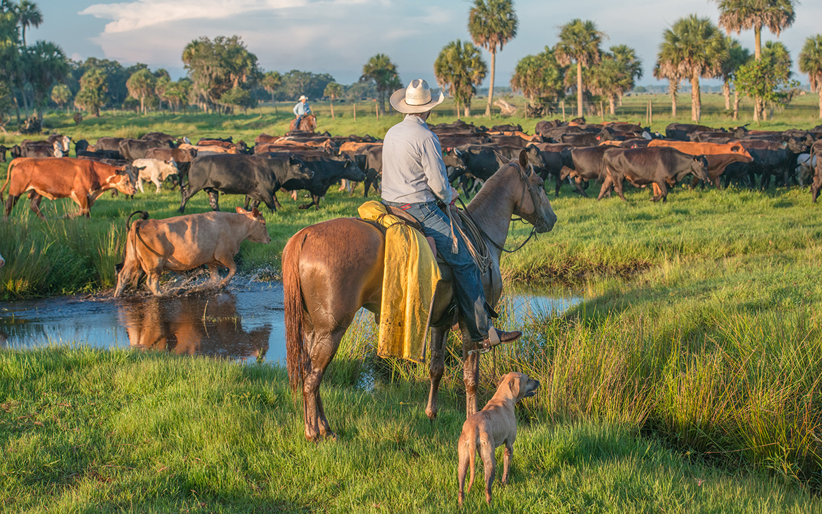 Two riders on horseback look out over a herd of cattle at Buck Island Ranch