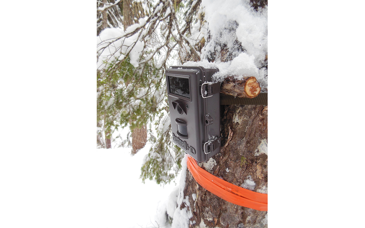 Camera trap secured to a snow-covered pine tree with an orange band.