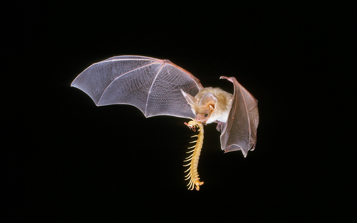 A large pallid bat flies with a centipede nearly as large as itself danging from its mouth. 